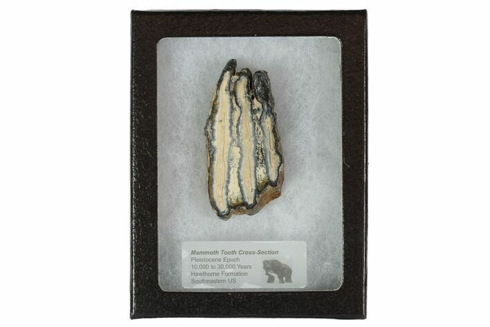Mammoth Molar Slice With Case - South Carolina #95273